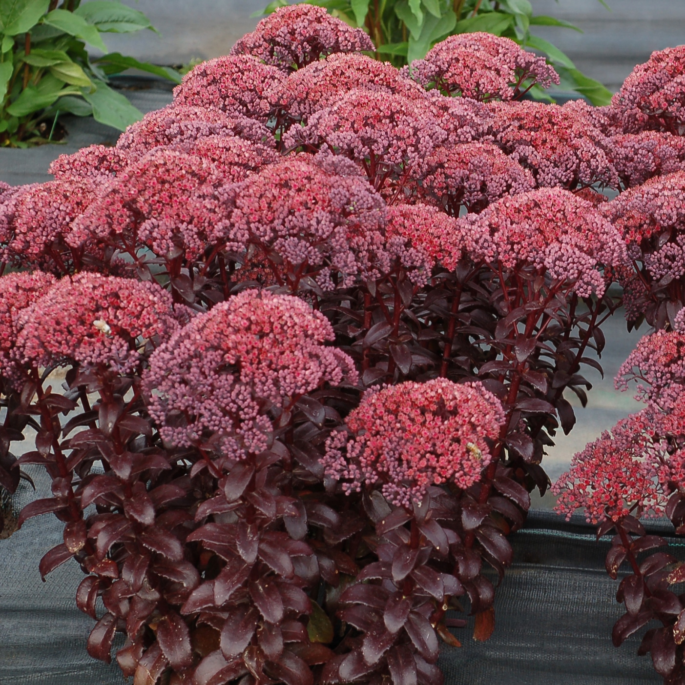 Sedum telephium 'Dark Magic'